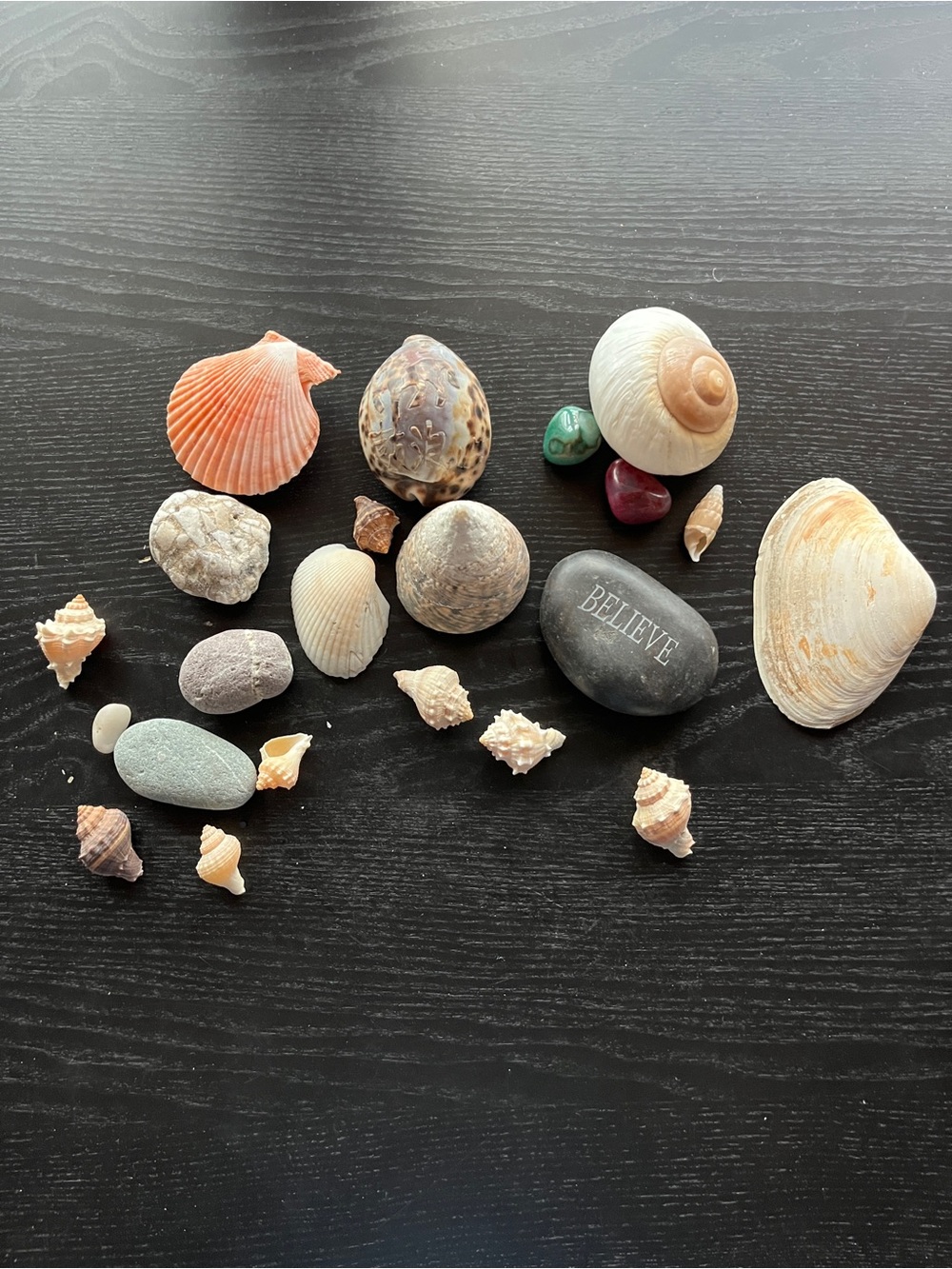 Natural Sea Shells & Beach Stones Lot Spotted Cowrie Scallop Shell Decorative